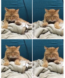 連写💕ふみふみナツメさん🐈 | お気に入りの毛布をお気に入りのソファーで❤️(その他)