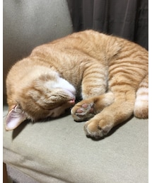 今日のナツメさん | その他