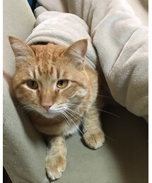 今日のナツメさん | その他