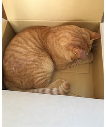 今日のナツメさん | その他