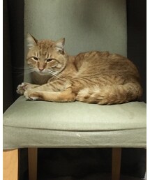 今日のナツメさん | その他