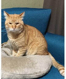 今日のナツメさん | その他