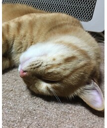 今日のナツメさん | その他