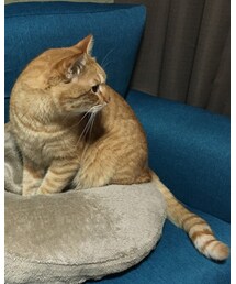 今日のナツメさん | その他