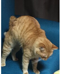 今日のナツメさん | その他