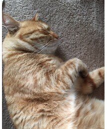 今日のナツメさん | その他