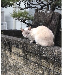 行きずりの猫ちゃん🐈 | その他