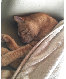 今日のナツメさん🐈 | その他