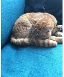 今日のナツメさん🐈 | その他