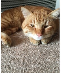 今日のナツメさん | その他