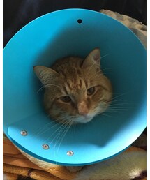 ナツメエリザベス🐈 | その他