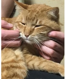 エリザベスから解放されたナツメさん🐈 | その他