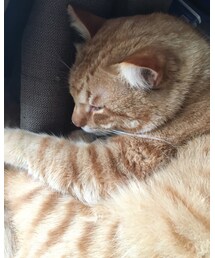 今日のナツメさん🐈 | その他