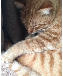 今日のナツメさん🐈 | その他
