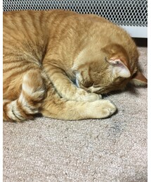 今日のナツメさん🐈 | その他