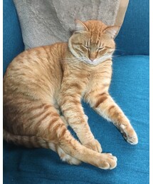 今日のナツメさん🐈 | その他