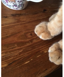 クリームパン🥐のような足🐈 | 飼い主のフェチ全開(о´∀`о)(その他)