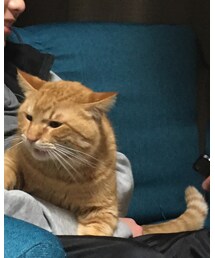 今日のナツメさん🐈 | 四男といちゃいちゃ🥰(その他)