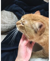 今日のナツメさん🐈 | その他