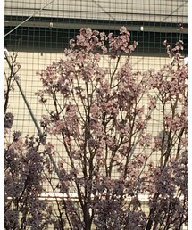 やっと見つけた桜🌸網越し😂 | その他