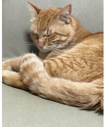 今日のナツメさん🐈 | その他