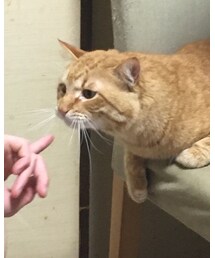 今日のナツメさん🐈 | その他