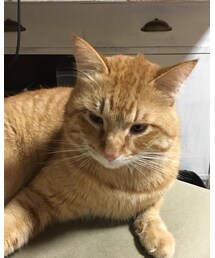今日のナツメさん🐈 | その他