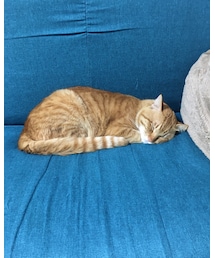 今日のナツメさん🐈 | その他