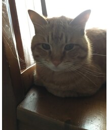 今日のナツメさん🐈 | その他