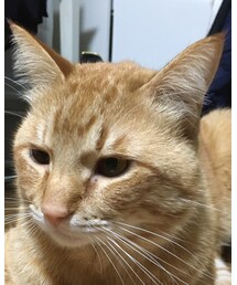 今日のナツメさん🐈 | その他
