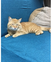 今日のナツメさん🐈 | その他