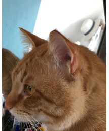 今日のナツメさん🐈 | その他