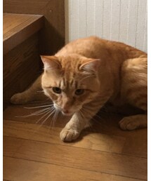 今日のナツメさん🐈 | イキり中のナツメさん✨(その他)