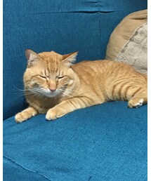 今日のナツメさん🐈 | その他