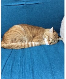 今日のナツメさん🐈 | その他