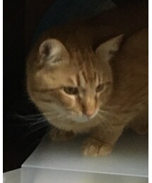 今日のナツメさん🐈 | 居ないなと思ったら棚の隅に鎮座🥰(その他)
