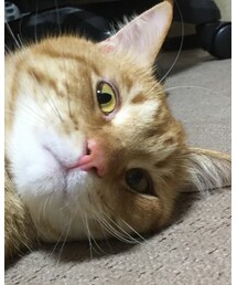 今日のナツメさん🐈 | ホラー💀っぽい😂😂😂(その他)