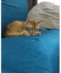 今日のナツメさん🐈 | その他