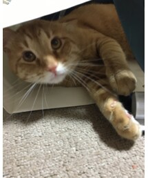 今日のナツメさん🐈 | 紙袋の入り心地を堪能中✨(その他)