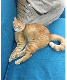 今日のナツメさん🐈 | いびつなハート型❤️(その他)