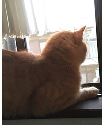 今日のナツメさん🐈 | その他