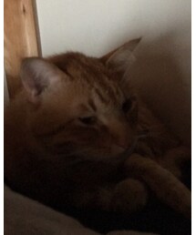 暗闇に潜むナツメさん🐈 | その他