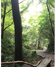 山道散歩🌲🌲🌲 | その他