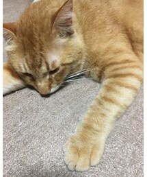 今日のナツメさん🐈 | 落ち込んでる？😂(その他)