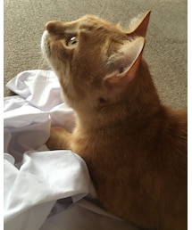 今日のナツメさん🐈 | 息子のシャツをくしゃくしゃにする遊び😗(その他)