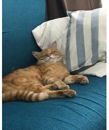 今日のナツメさん🐈 | その他