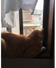 今日のナツメさん🐈 | その他