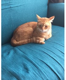 今日のナツメさん🐈 | その他