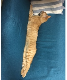 今日のナツメさん🐈 | その他