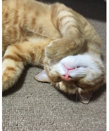 今日のナツメさん🐈 | その他